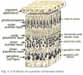 A diagram of the layers of the retina. Credits: Webvision PMID:21413389 [PubMed]