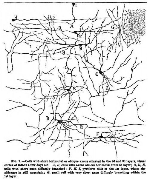 File:1899 Cajal 07.jpg