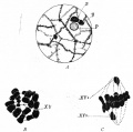 Fig. 9. Three stages in spermatogenesis in man (negro).