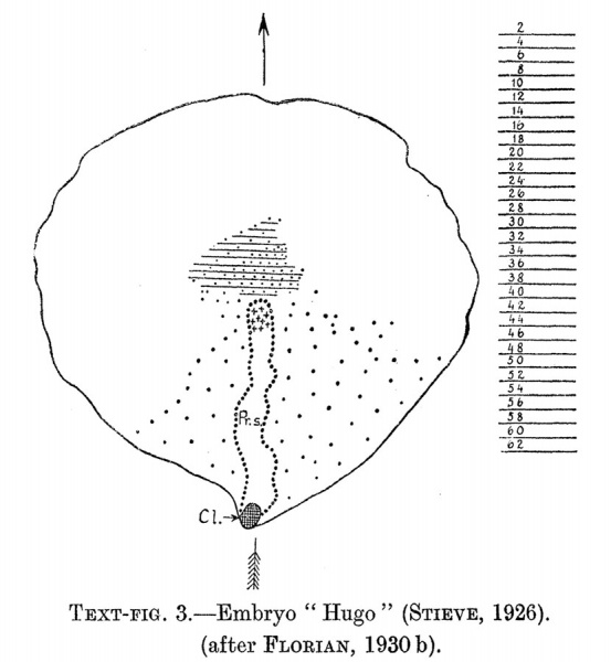 File:Hill1931 textfig03.jpg