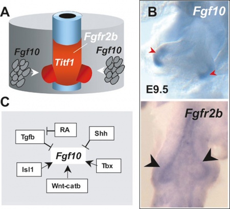 Developmental Signals - Fibroblast Growth Factor - Embryology