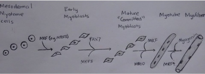 Myogenesis and associated Molecules