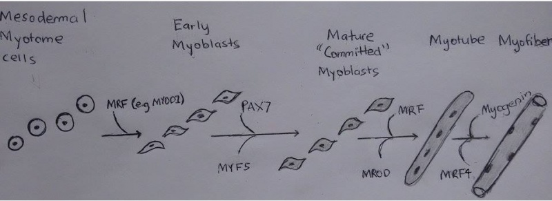 File:Myogenesis molecular.jpg