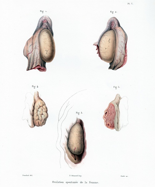 File:Pouchet1847 plate05.jpg