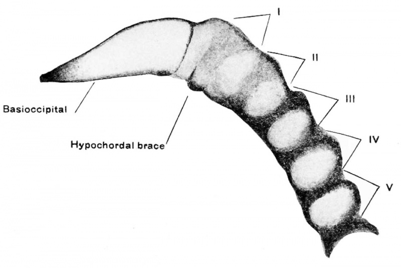 File:Bardeen1908a fig03.jpg