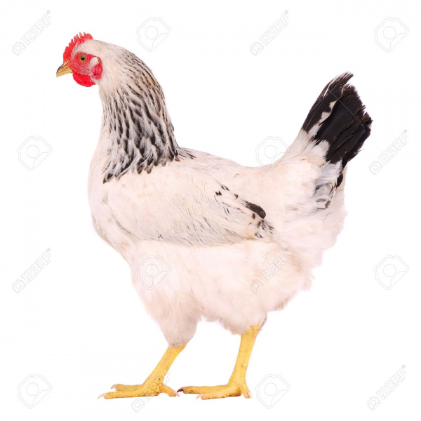 File:Chicken.jpeg