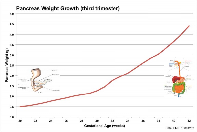 File:Fetal pancreas weight growth graph.jpg