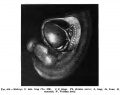 Fig. 414. Embryo 11 mm long