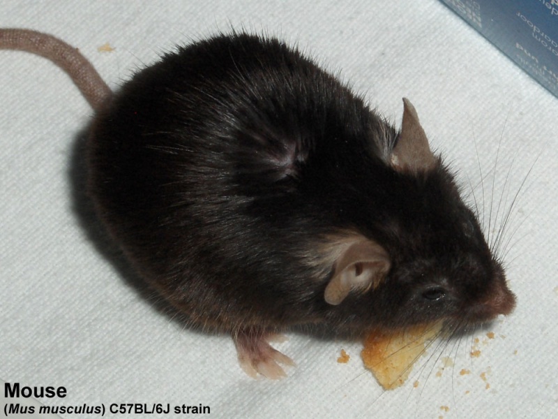 File:Mouse- C57BL6J strain.jpg