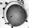 Fig. 5. Section ovum no. 1 showing metaphase of second maturation division.