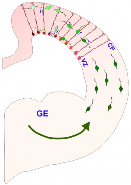 File:Interneuron-radial glial interactions.jpg