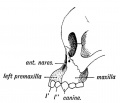 Fig. 5. Showing the suture on the face between the premaxilla and maxilla in the skull of a young orang.