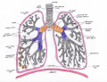 Fig 1. anatomy adult lung Z5062492 student drawn? no information on source provided.