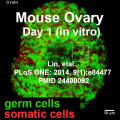 Mouse newborn ovary day 1.jpg