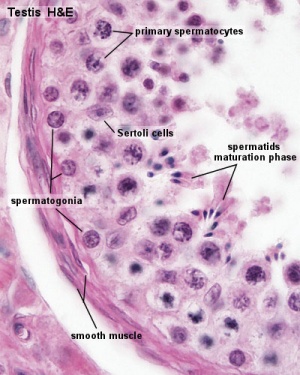 Adult Seminiferous tubule showing spermatozoa developmental stages