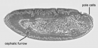 Stage 6 drosophila.jpg