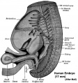 Historic image showing midgut herniation