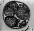 Fig. 12. Section through the five-cell ovum shown in fig. 11. x 520.