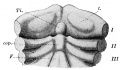 Fig 258