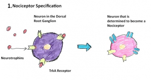 Nociceptor Specification