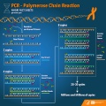 PCR amplifies DNA