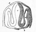 Fig. 46. Section through the head of an embryo teleostean, to shew the formation of the optic vesicles.