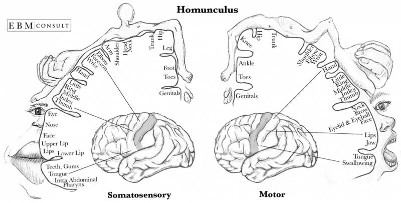 File:Homonculus Sensory and Motor Cortex .png