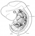Fig 1. 11 mm embryo