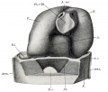 Fig. 375. The model shown in Fig. 374 after removal of the pericardium, seen from behind.
