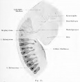 Fig. 75. Neck and back of the head of an embryo of European Green Lizard (Lacerta viridian)