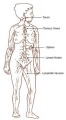 Adult lymphatic system