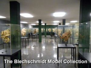 Blechschmidt model collection room
