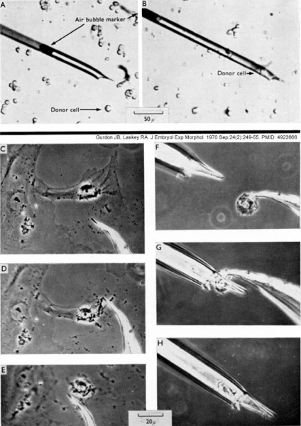 File:Detached-cell method of transplanting nuclei.jpg