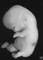 Fig. 12. Embryo No. 611.
