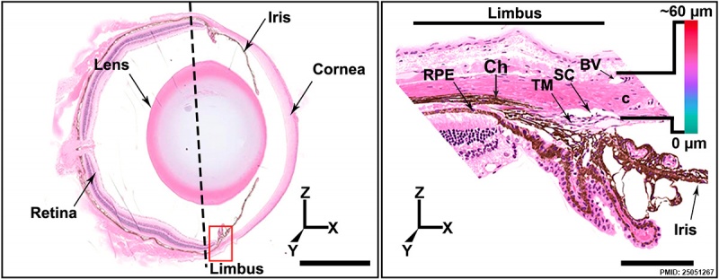 File:Mouse eye and limbal region histology 01.jpg