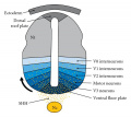 ventral neural tube induced by graded signalling of Shh
