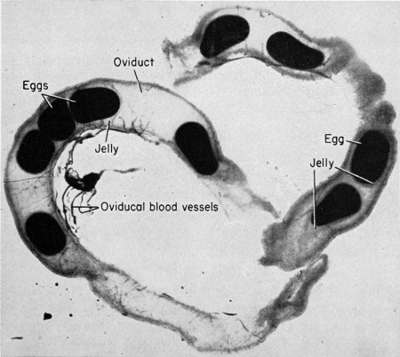 Book - The Frog Its Reproduction and Development 3 - Embryology