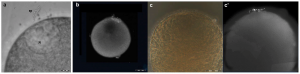 Fertilisation of medusa eggs by spermatozoids in vitro in sea water.png