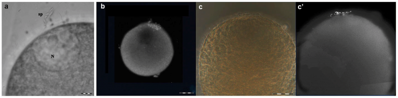 File:Fertilisation of medusa eggs by spermatozoids in vitro in sea water.png