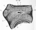 Fig. 135. Longitudinal section through the intervertebral ligament and adjacent parts of two vertebra from the thoracic region of an advanced embryo of a sheep.