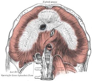 adult diaphragm