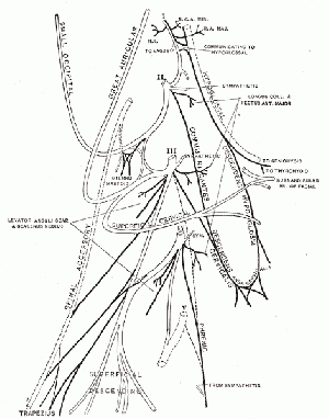 phrenic nerve