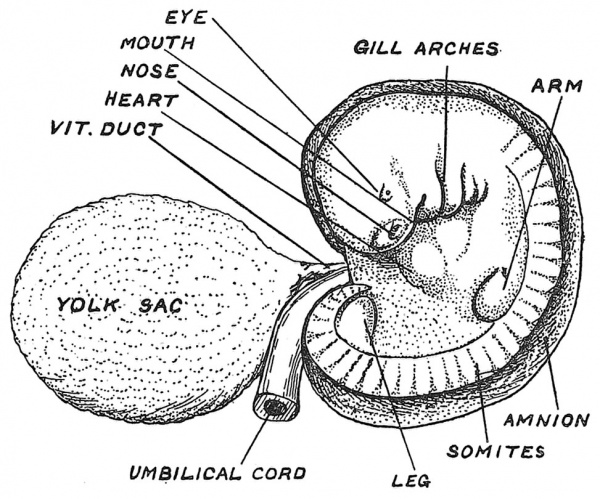 Fig. 22 Showing a human embryo, 5 mm. in length, at the end of the 5th week of development.