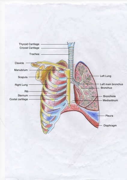 File:Respiratorysystem1.jpeg