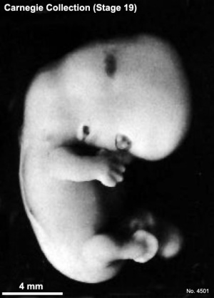 Human embryo digital rays