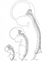 3. Spinal cord and the dorsal root of the first sacral nerve in three fetal stages