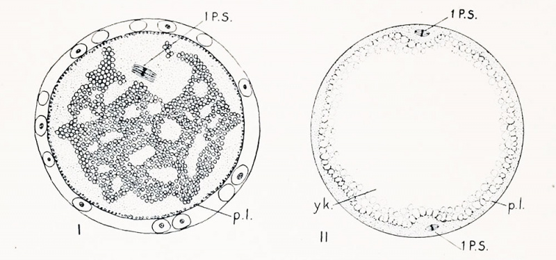 Conklin 1905 fig01-02.jpg