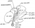 Fig. 153. Diagram of the Foetal Brain at the end of the 2nd month, showing the Position in which the Optic Tracts are developed.