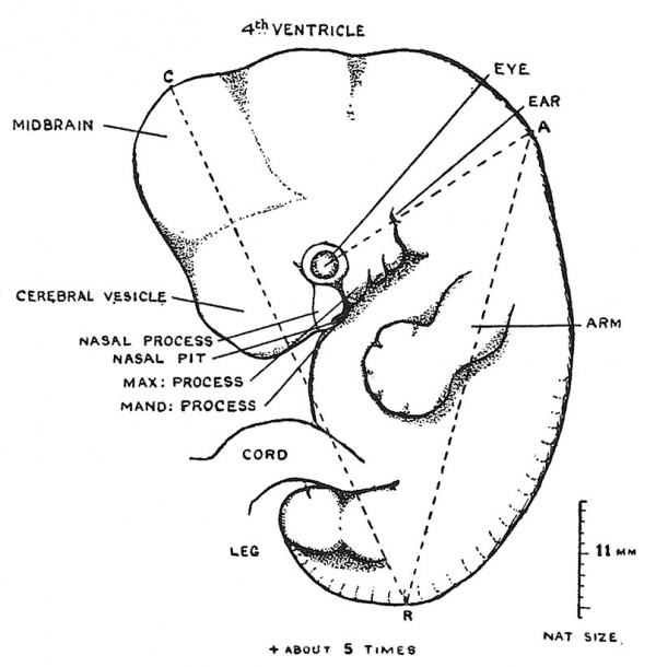 Fig. 45 Outline of an embryo, although only 11 mm. long, yet showing changes characteristic of an early stage of the 7th week.