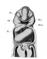 Fig 248